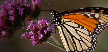 butterfly on a flower