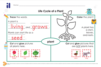 A cut-and-glue activity sheet revolving around the life cycle of a plant