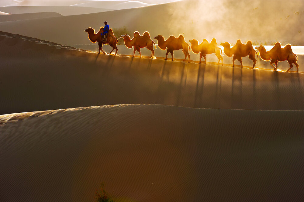 Man leading group of Bactrian camels through desert at sunset, Jilin, China
